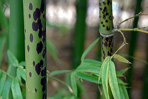 《红楼梦》里的绛珠仙草到底是什么?有4种候选植物