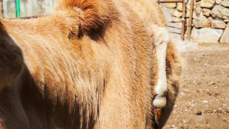 盘州惊现五脚牛_动物园