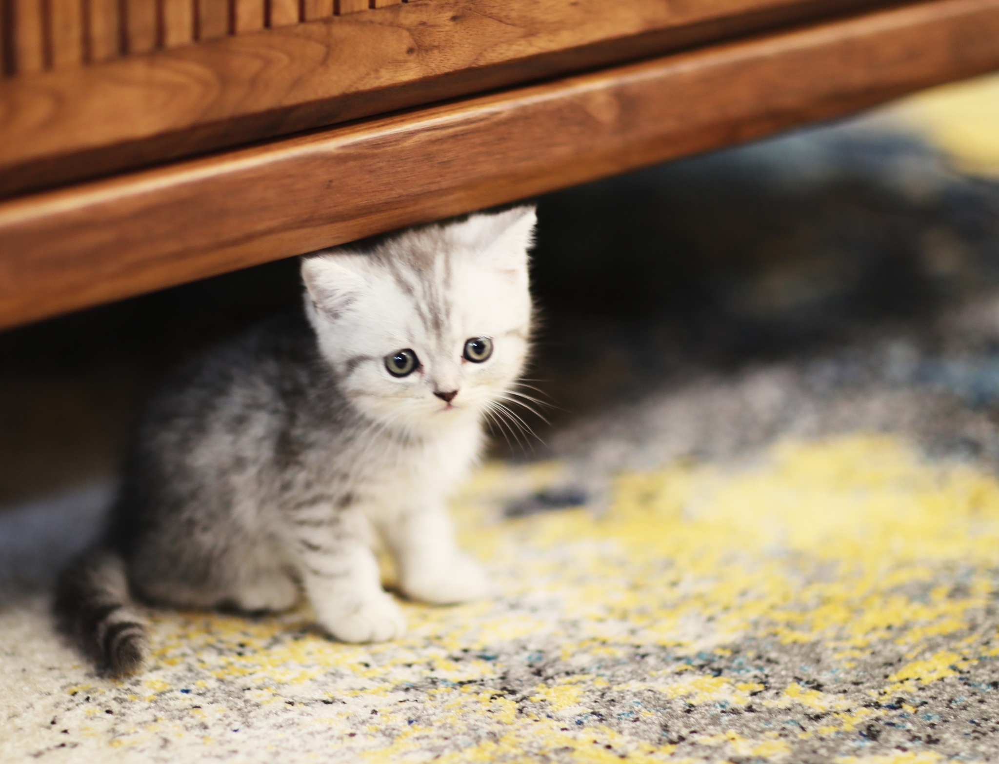 猫咪营养不良可能是消化系统出了问题肠胃宝益生菌调