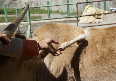 盘州动物园惊现五脚牛