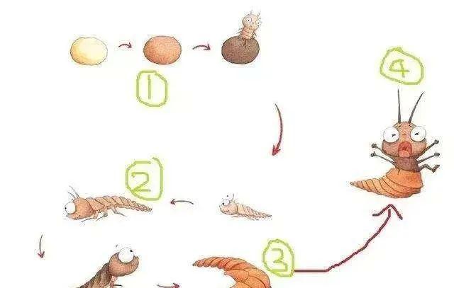 自然生态▏世纪宝贝教育集团夜空中最亮的星萤火虫