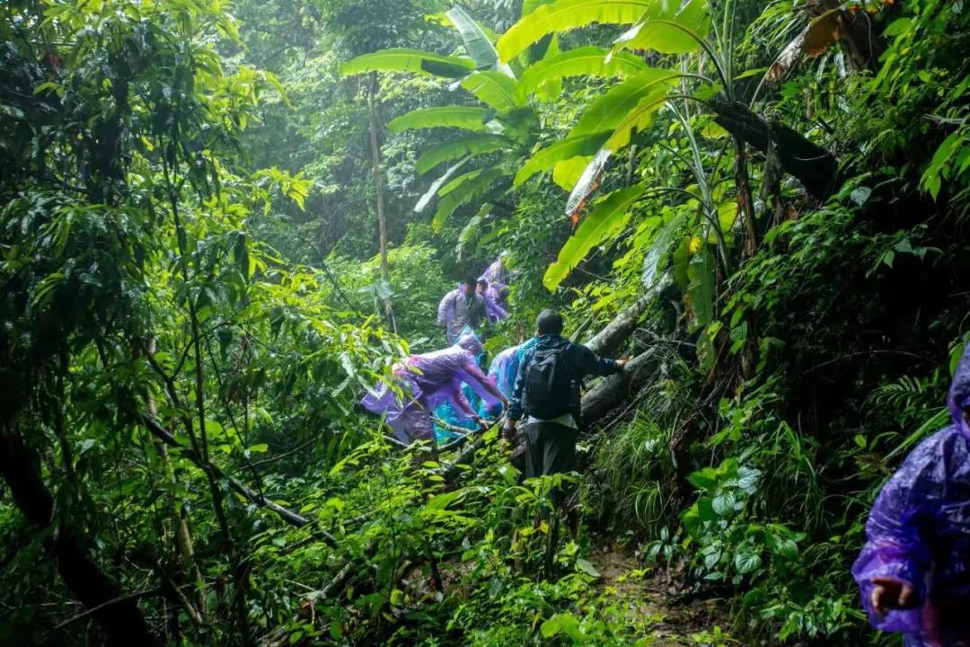 和諧之旅熱象行動西雙版納熱帶雨林探索修復之行