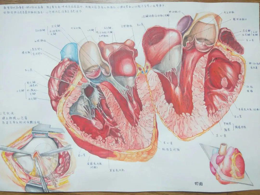 系解月解剖绘画大赛线上投票作品