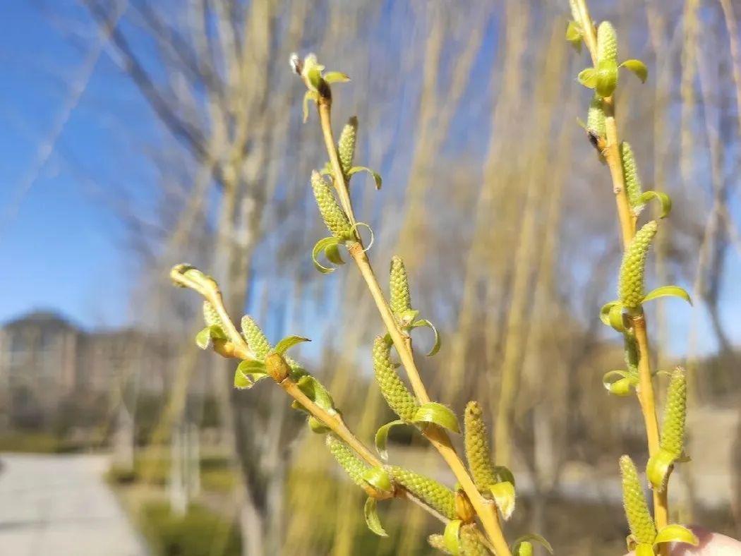 枝頭百花齊放,奼紫嫣紅該怎麼形容春天呢大地在悄悄地告訴我們春天來