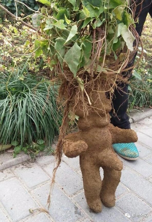 这3种"野草",是顶级中药,价格高数量少,没经验压根找不到!_人参