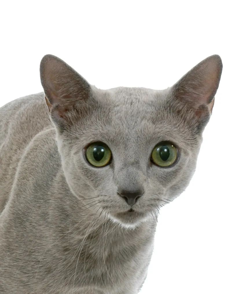 俄罗斯蓝猫 | 蓝猫不只是英短,这种蓝猫一般人真的养不起