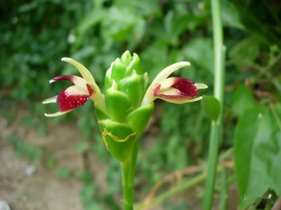 世界最大姜园在广州带你到植物园看大莪术