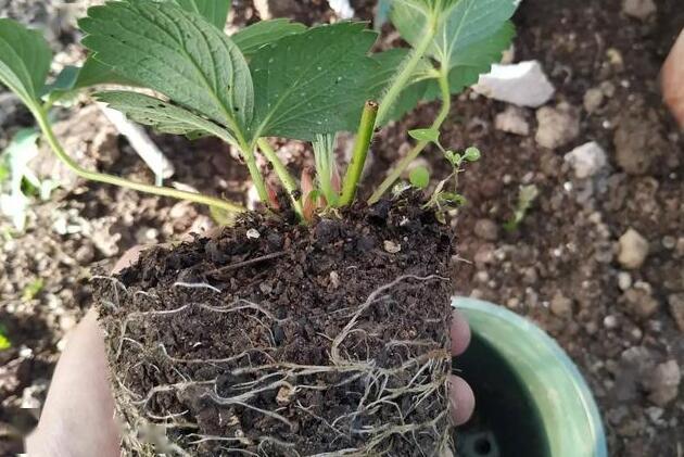草莓种植发芽分化怎么做?这个小方法可以用下,看看专家怎么说