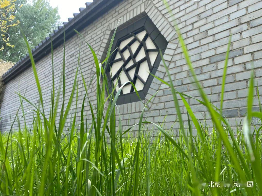 外围的"花墙"这里恢复了老北京的"拐弯抹角":在老