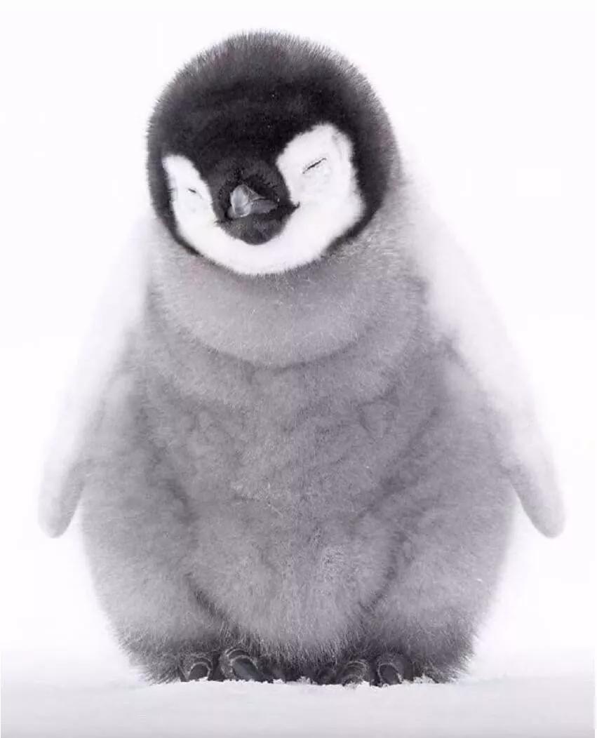 这组图叫站着睡觉的小企鹅看了心情挺好