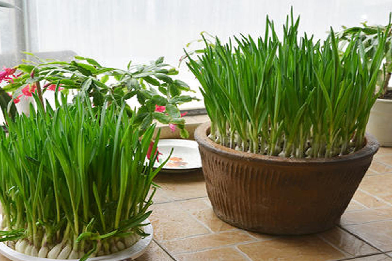 又到了香葱的种植季节农家姑娘阳台种植香葱再也不用外面买了