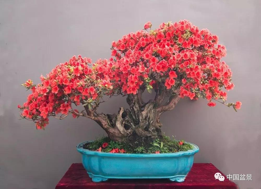 杜鹃花盆景让人一见倾心