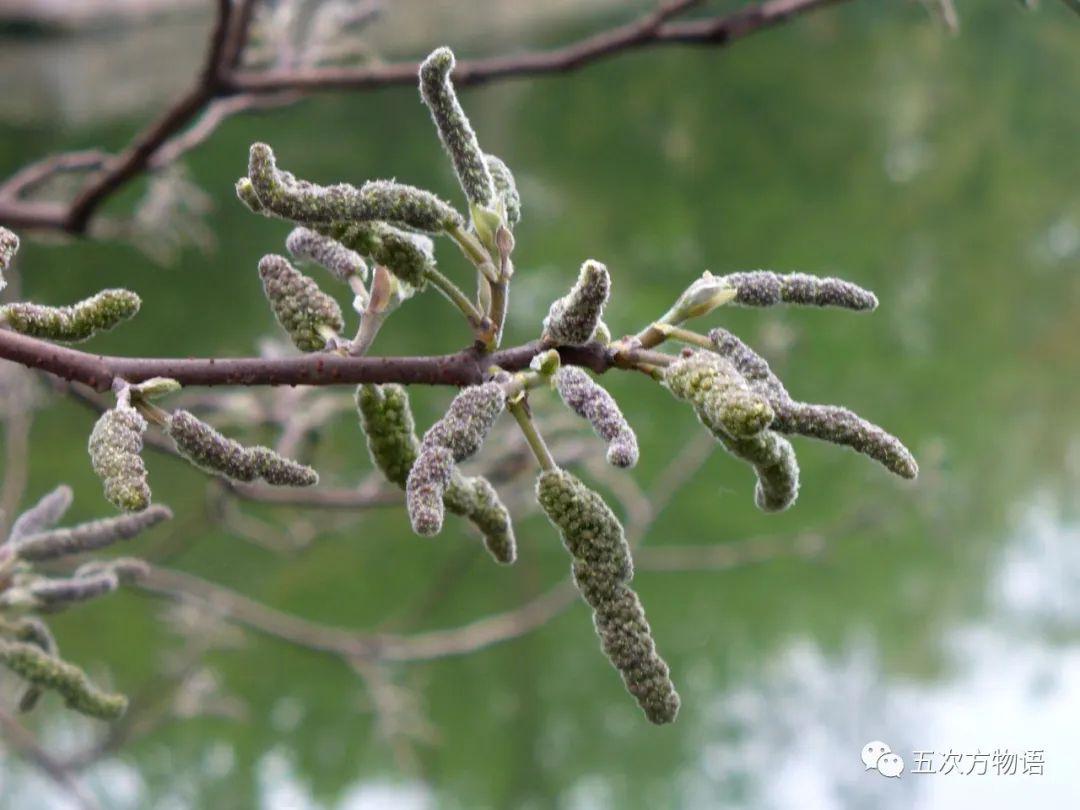 树上野菜知多少