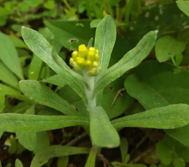 隆回水密花粑粑香气扑鼻,小时候妈妈的味道!
