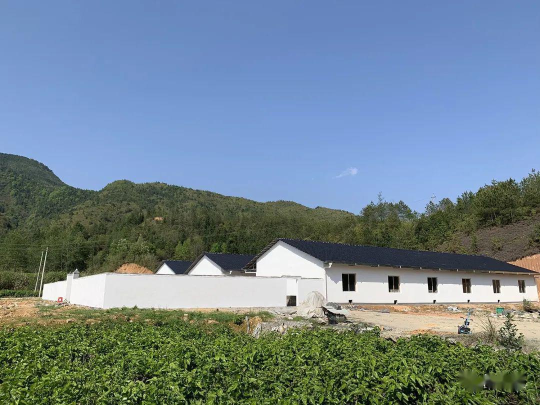 上奉镇:扩规模,强保障,大力发展蚕桑产业