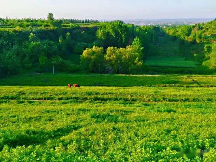 山水塬沟岭川花香翠色又见杨庄四月天