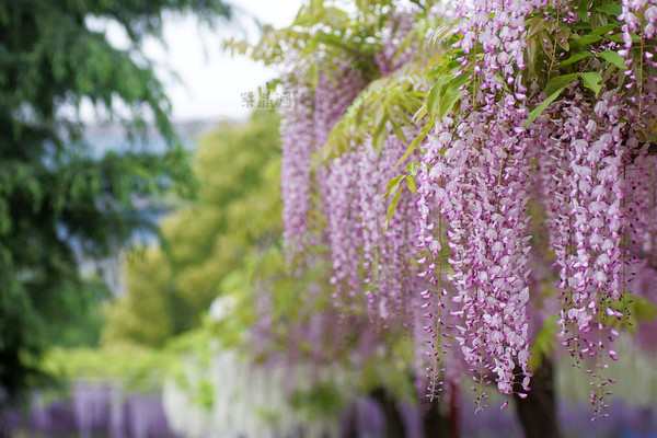原创去年一天四万游客,今年才两千,上海紫藤怎么了?