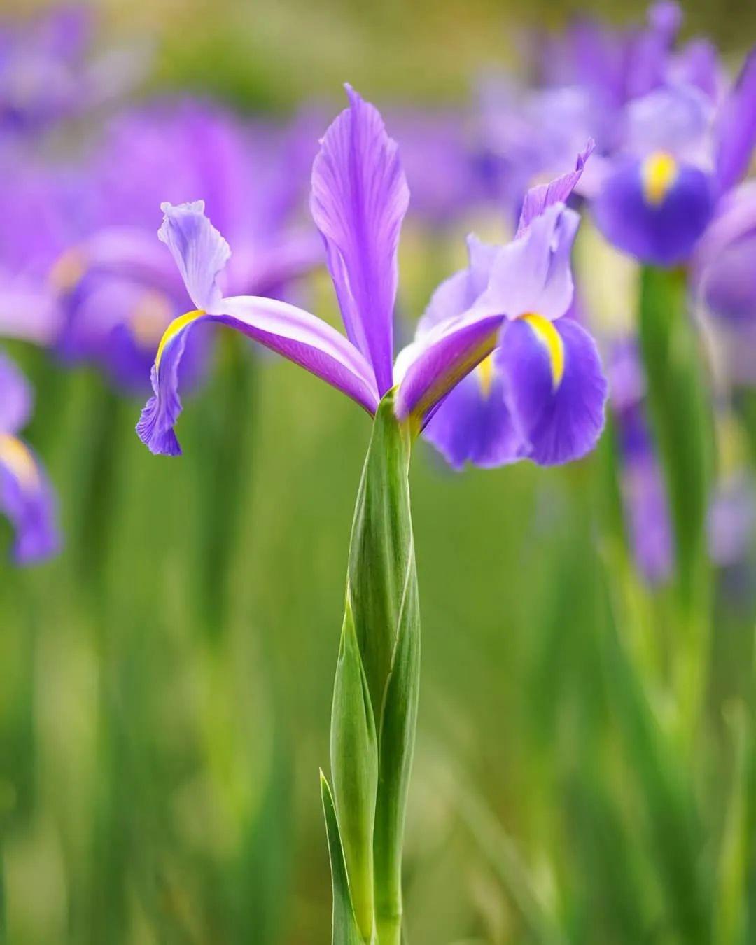 鸢尾花的花语和寓意(鸢尾花的花语和寓意是什么)