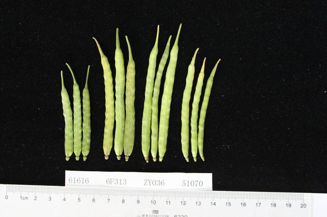 菜籽油为何是健康的食用油?_油菜