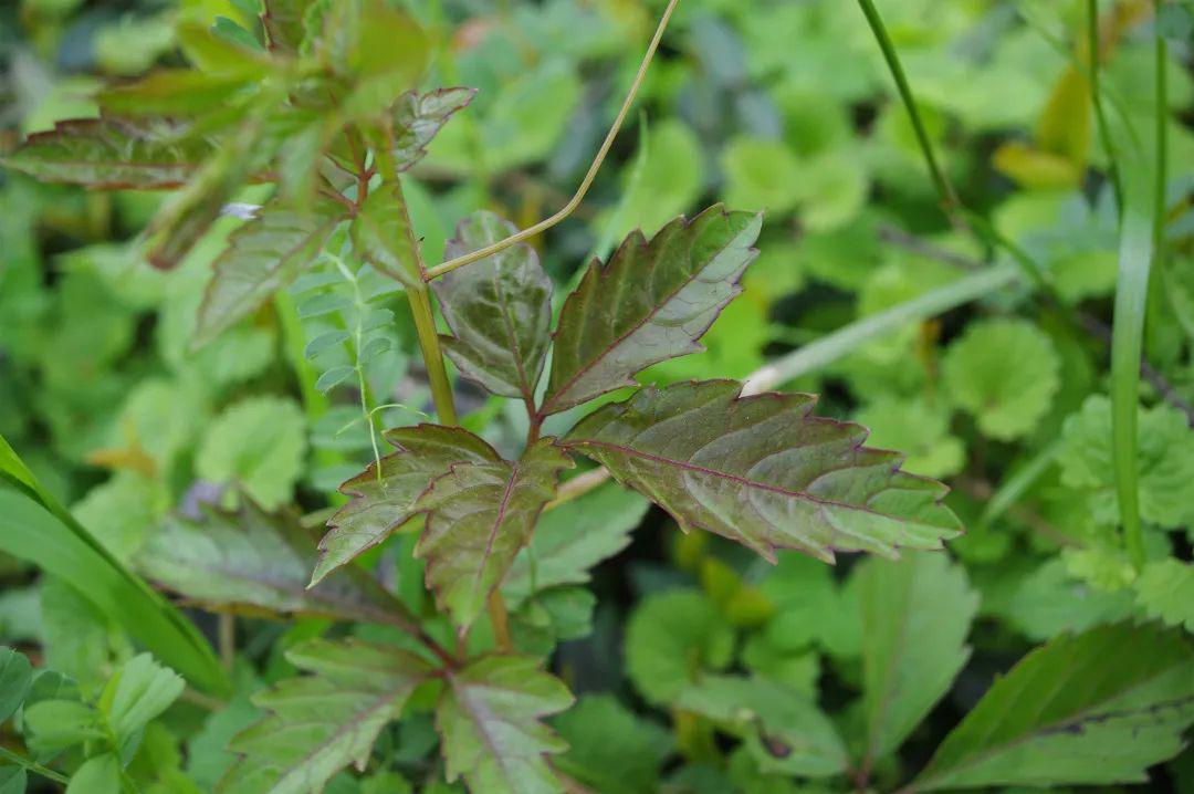 乌蔹莓此后,不管是《养小录》还是《随园诗话》,这些谈饮食养生之古书