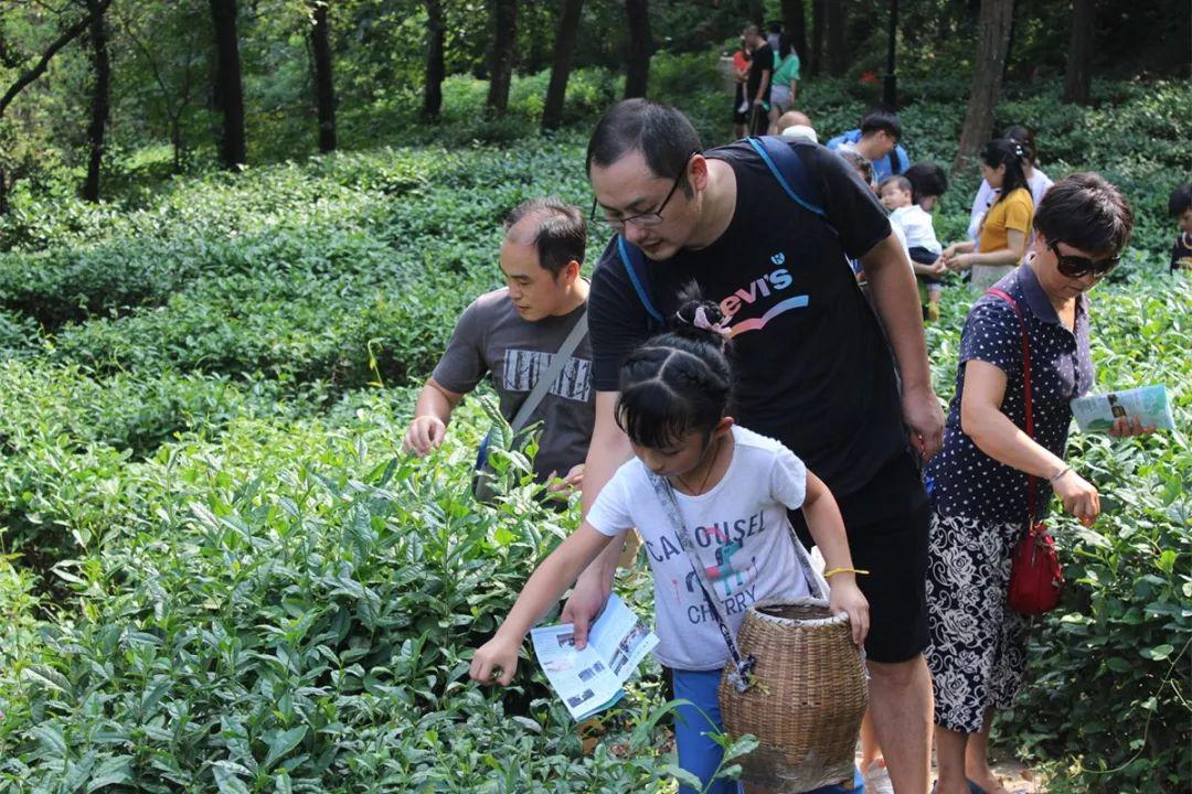 活动让游客充分感受军山茶的魅力通过亲子采摘茶叶体验丰富有趣的茶