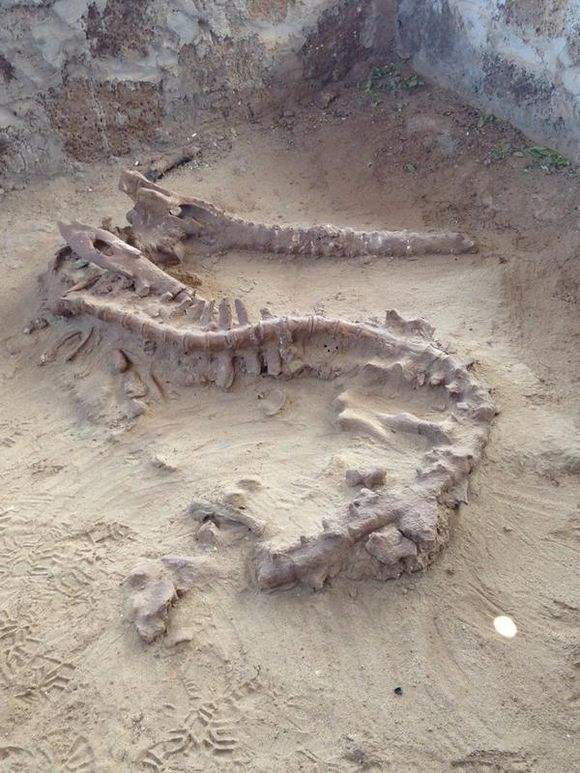 原创亚马逊地区发现远古魔鬼鳄化石它灭绝的原因很意外