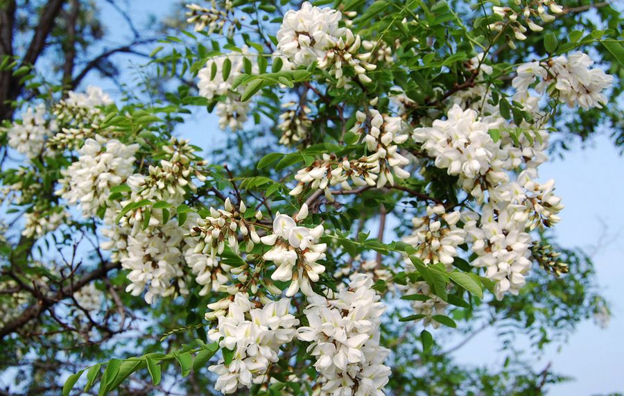 又是一年槐花香槐花香里忆童年