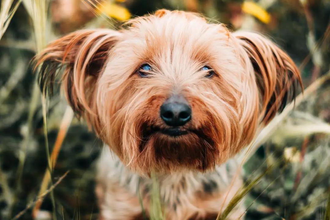 福懋动物医院暖男秒变柠檬精说好的独宠我一狗