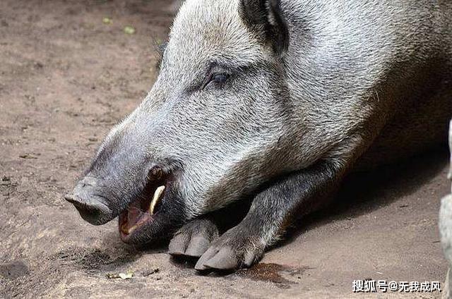 種公豬飼養管理技術