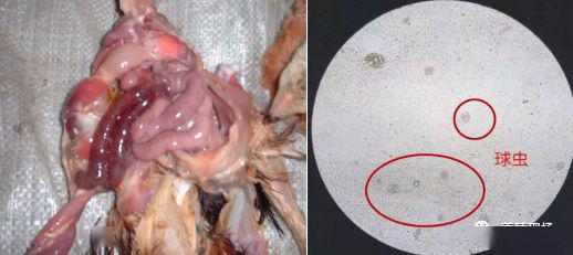 鵪鶉養殖場爆發球蟲病選擇正確方法解決很有必要