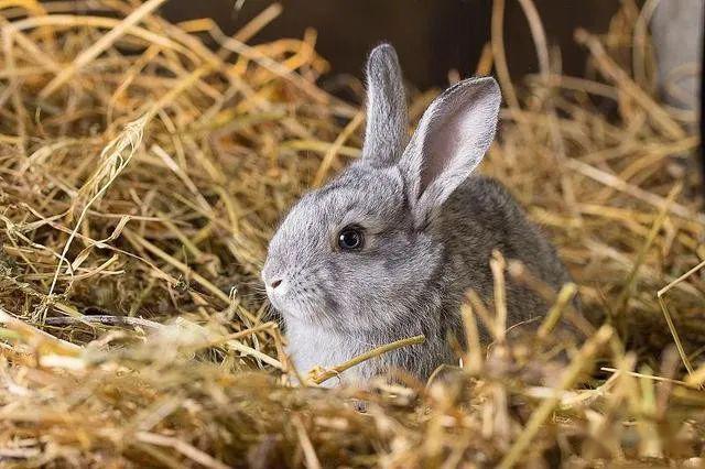 養兔技術養兔實行嚴格的生物安全制度