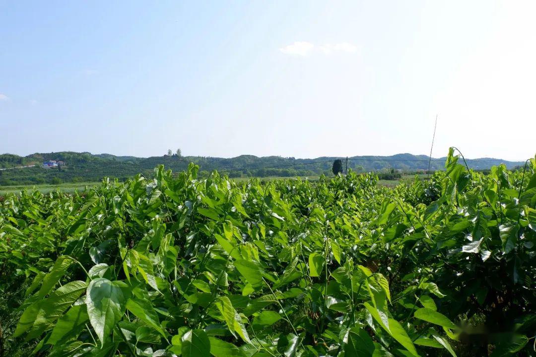 甜min的台湾长桑果现摘现吃麻阳这家桑葚采摘园开园啦约吗