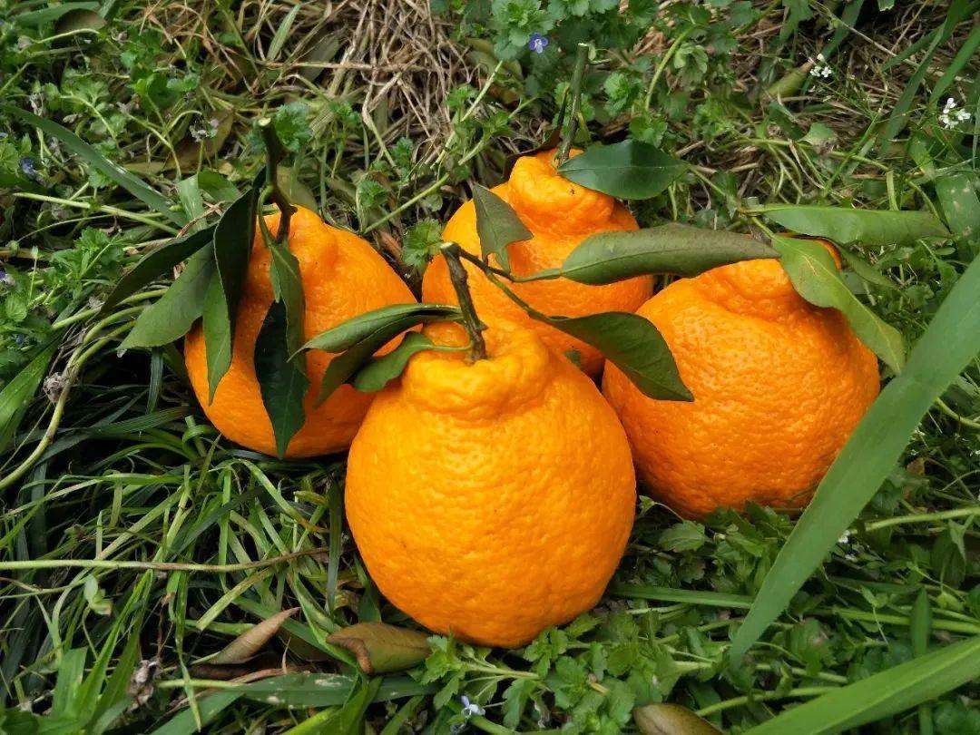 不知火也是日本近年销售价格最高的柑桔品种,可谓是风靡海外了~丑橘