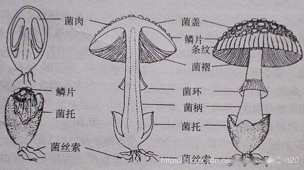 统计建模概念与陷阱