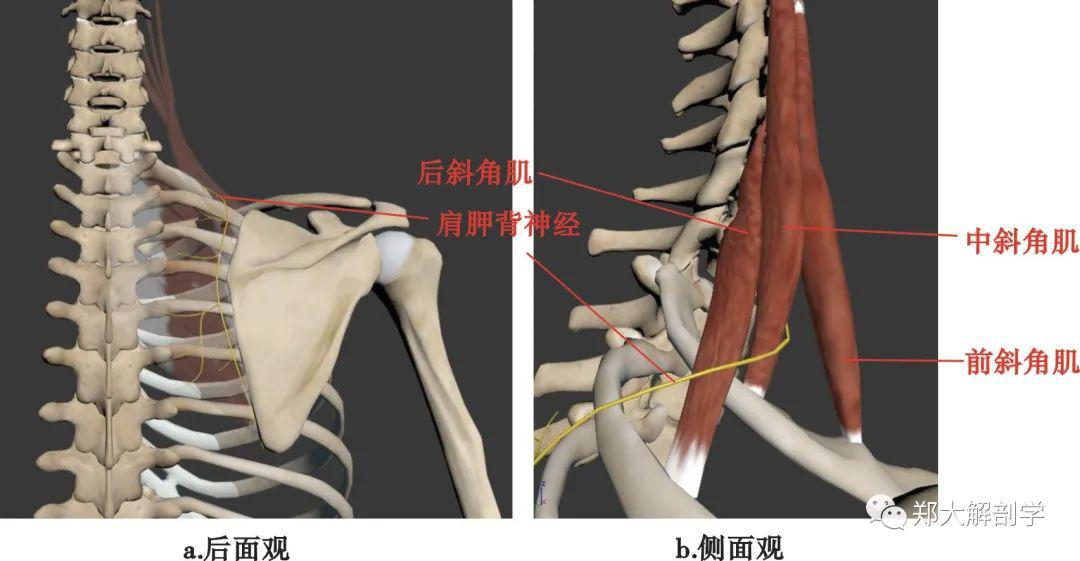 肩胛背神经的支配及查体支配大,小菱形肌,肩胛提肌.