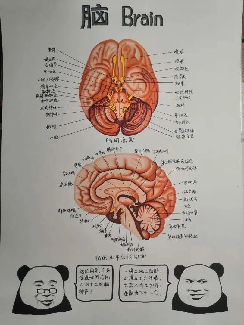 《脑的底面,正中矢状切面绘图》《生命的律动》《思想》《四月花开》