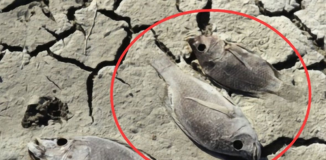 世界上有名的僵尸鱼太阳下晒成鱼干入水3秒后立马复活