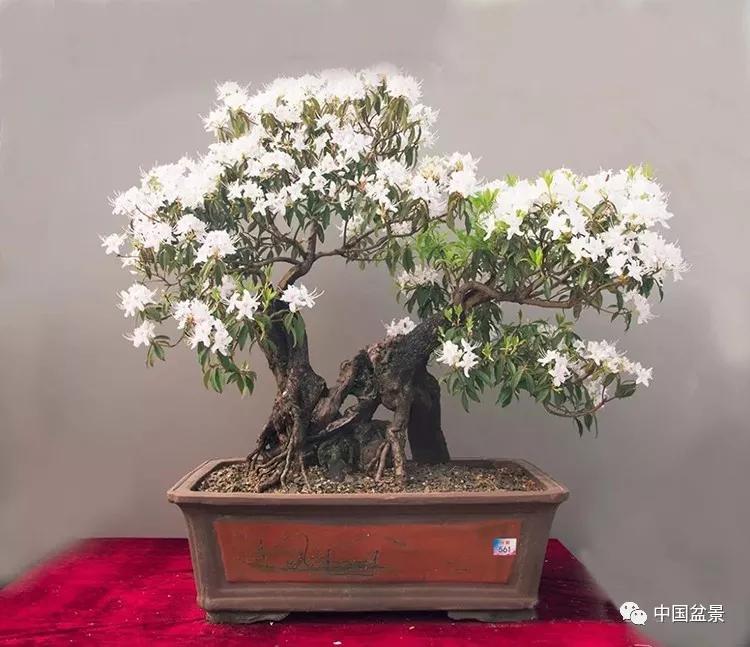 杜鹃花盆景让人一见倾心