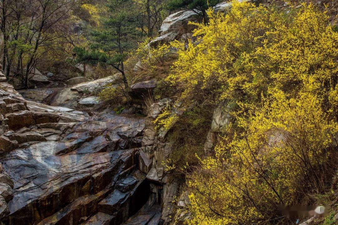 金翘并翠松金鳞敷山巅