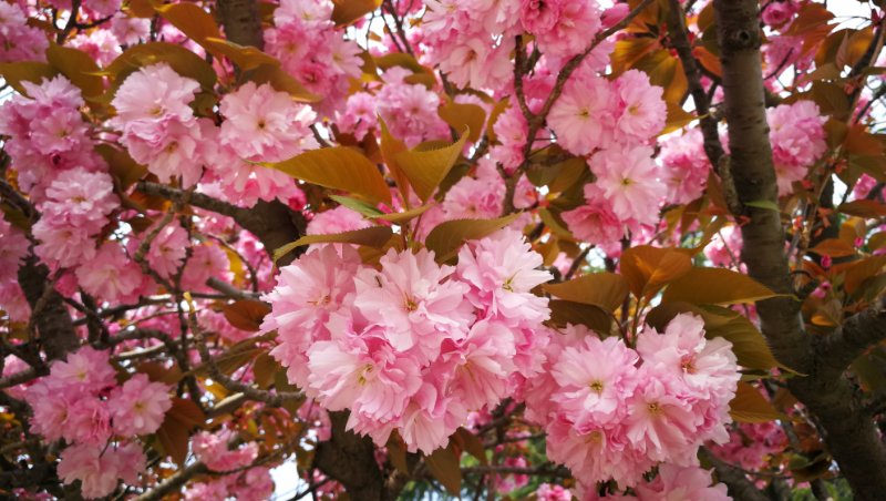 青岛崂山仰口游览区双樱盛开正艳 花团锦簇翘首充满春的希望_樱花