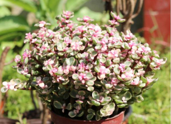 金枝玉叶和雅乐之舞,形似"双胞胎姐妹",学会几招轻松养好!