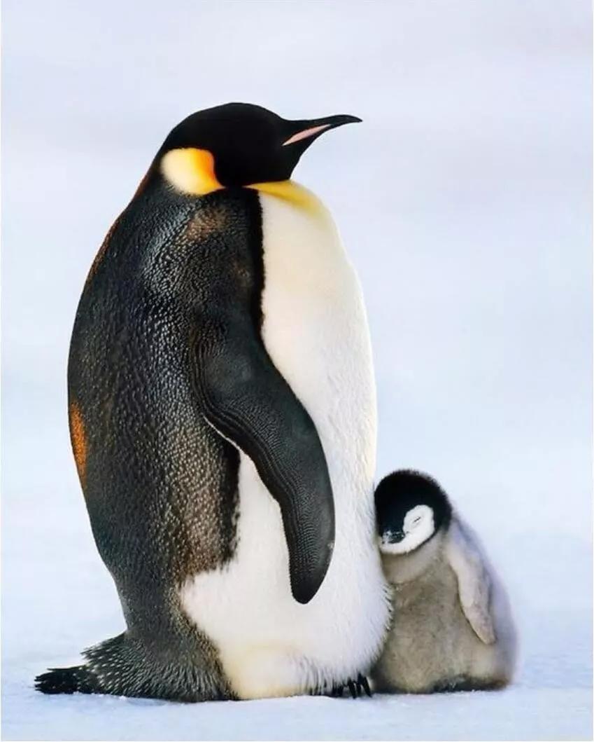 这组图叫《站着睡觉的小企鹅》,看了心情挺好