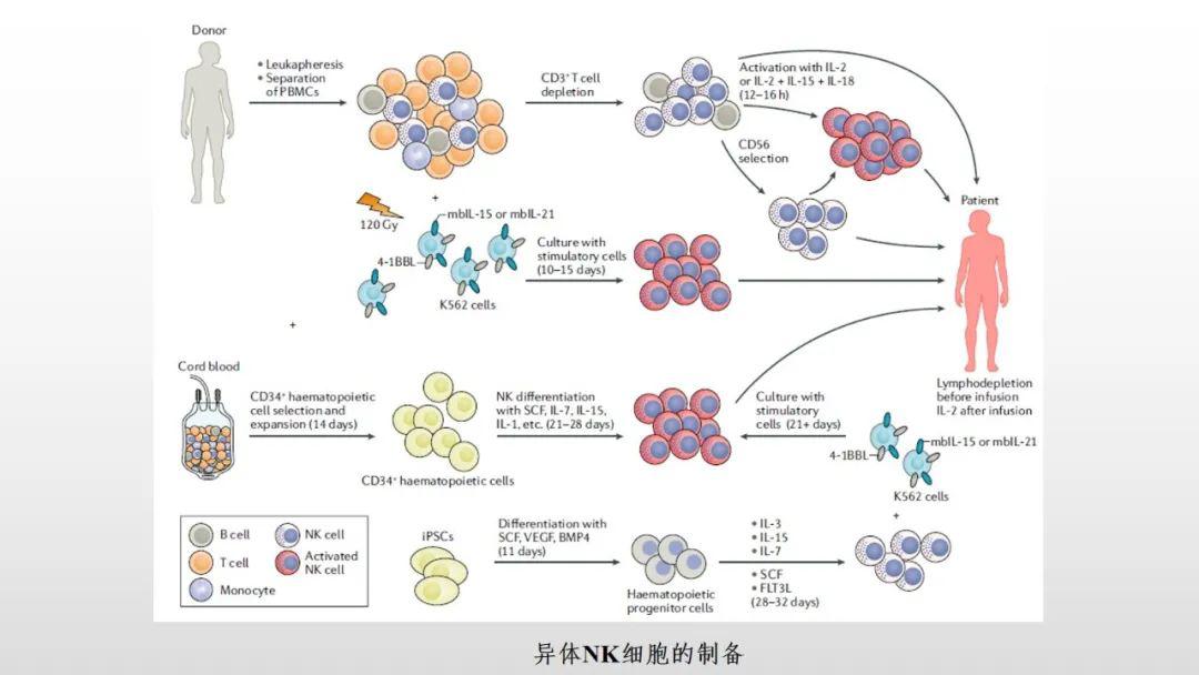 ppt分享carnk细胞疗法简介