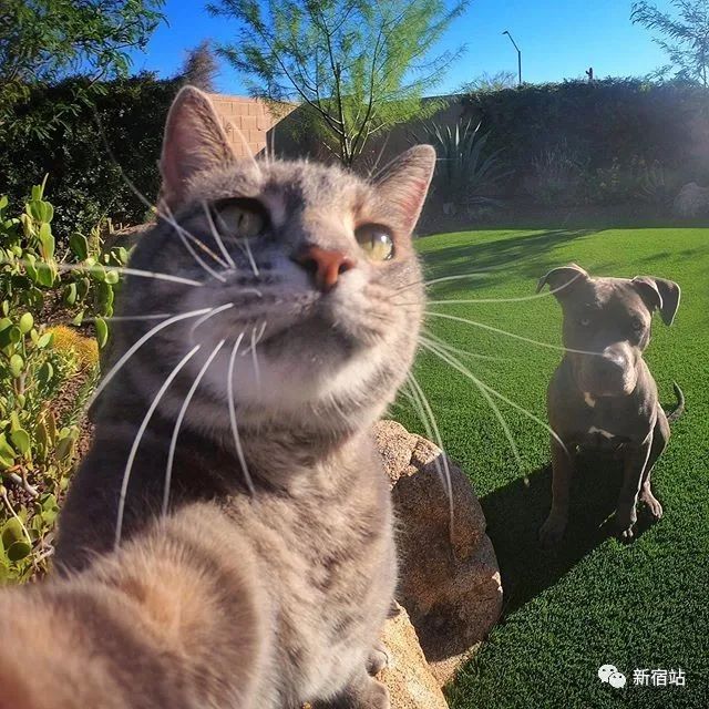 原创自拍技术堪称一绝沉迷自拍的网红猫