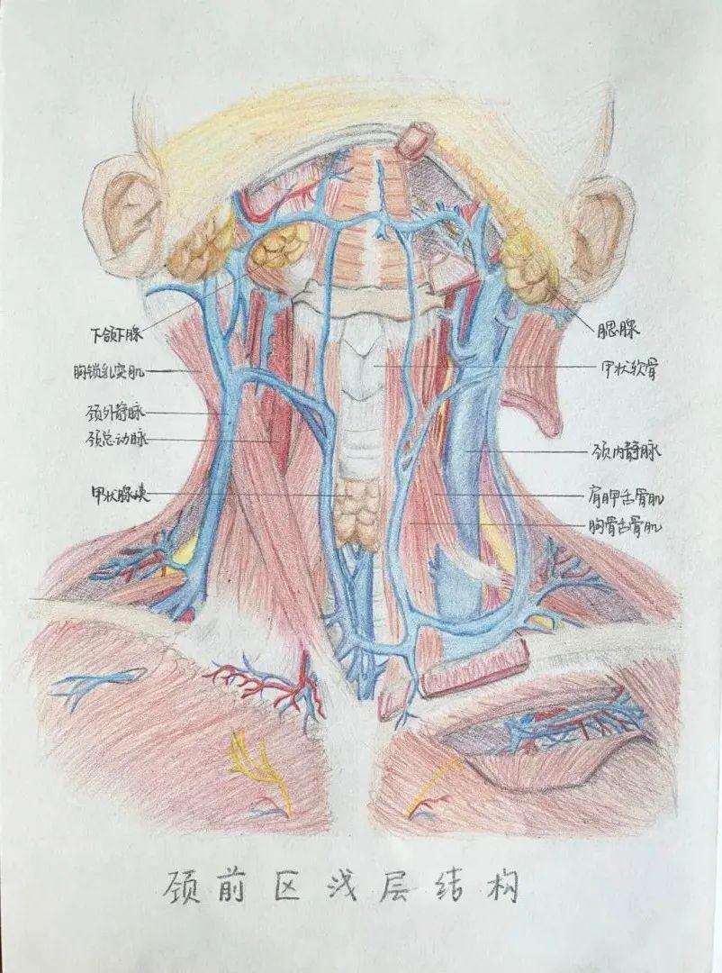 "系解月"解剖绘画大赛︱线上投票作品