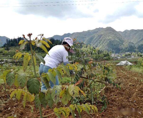 茅天镇:1000亩钩藤忙春管