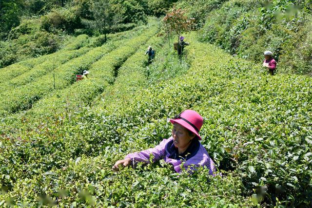 白龙山茶园基地采茶忙