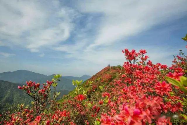 精品線路4月24日週五廣寒寨四八門映山紅一日遊