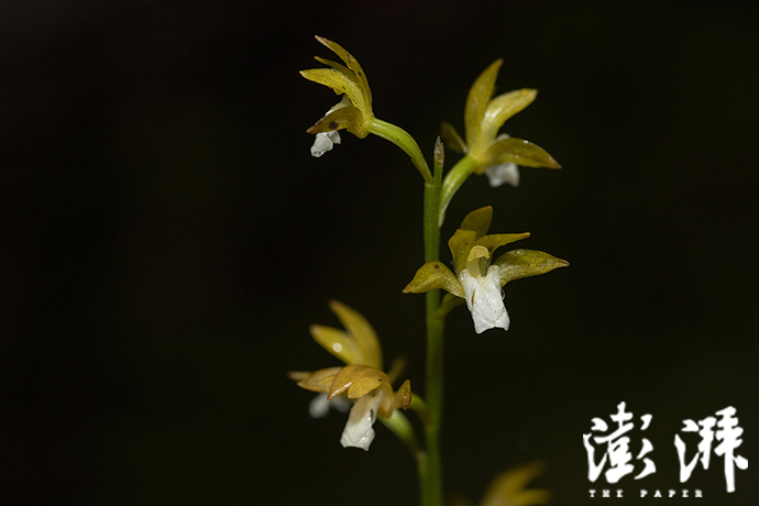成簇的河北盔花兰延龄草花期已过,到处都能看到它们巨大的圆菱形叶片