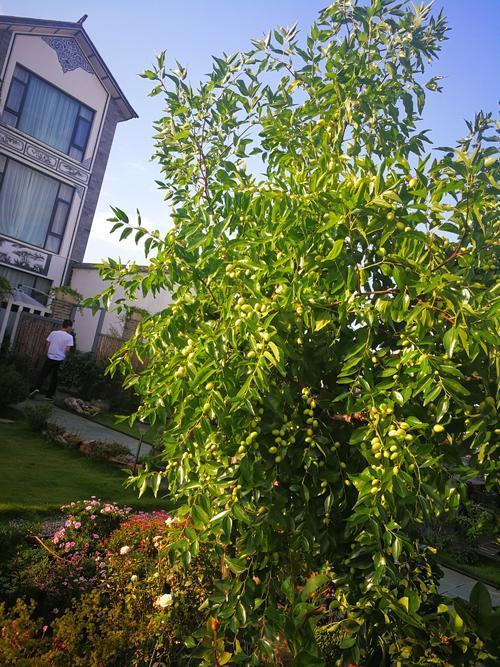 后杏榆是说在自家房子的后面适宜栽种银杏树和榆树.